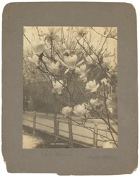 Tiffany Studios, ca. 1898-1920