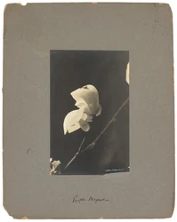 Tiffany Studios, ca. 1898-1920