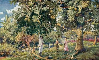 Brotfruchtbaum, Zentralamerika