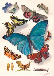 Beispiel einer Farbblock-Illustration für wissenschaftliche Arbeiten, ca. 1903