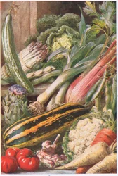 Garten Gemüse, Illustration aus 