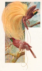 Große Paradiesvögel