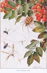 Das Spinnennetz, Illustration aus 