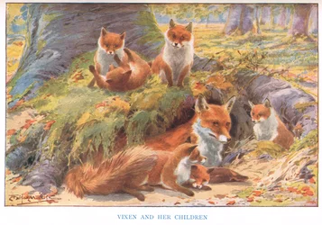 Füchsin und ihre Kinder, Illustration aus 