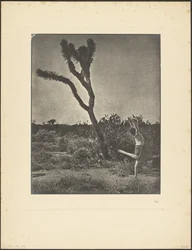 Tänzerin am Joshua Tree