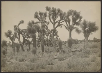 Landschaft mit Joshua-Bäumen
