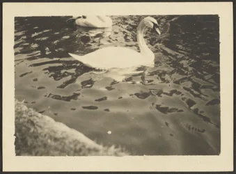 Schwan