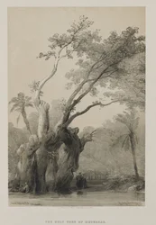 Ägypten und Nubien, Band III: Der heilige Baum von Metereah