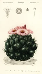 Bienenkorb-Kaktus, Coryphantha elephantidens (Gravur)