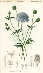 Blaue Spitzenblume, Trachymene coerulea