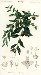 Chinesische Dattel oder Jujube, Ziziphus jujuba (Gravur)