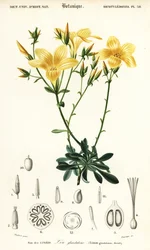 Flachs, Linum campanulatum (Gravur)