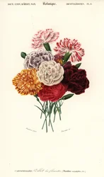 Gruppe von Nelken, Dianthus caryophyllus (Kupferstich)