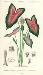 Herz Jesu, Caladium bicolor (Gravur)