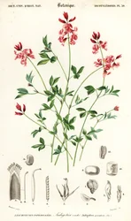 Indigopflanze, Indigofera procumbens (Kupferstich)