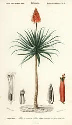 Krantz-Aloe, Aloe arborescens (Kupferstich)
