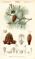 Seekiefer oder Cluster-Kiefer, Pinus pinaster (Stich)