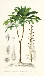 Palmlilie, Cordyline fruticosa (Gravur)