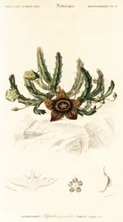 Sternblume, Orbea variegata (Gravur)
