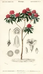 Baum-Rhododendron, Rhododendron arboreum