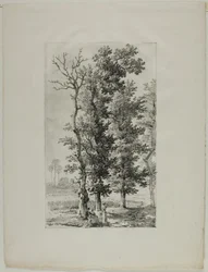 Studie von Bäumen