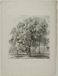 Studie von Bäumen