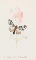 Grammophora Trisignata, 1862
