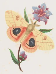 Schwefelgelbes Nachtpfauenauge, 1862.