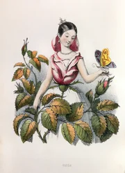 Allegorie, die Rose