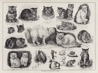 Katzenausstellung im Kristallpalast (Gravur)