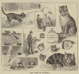 Katzenheim in Battersea