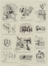 Vergiss deine Katzen nicht!