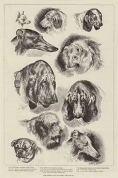 Die Hundeschau des Kennel Clubs