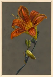 Hemorocallus (Taglilie)