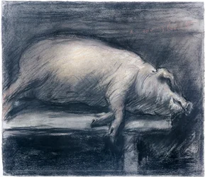 Das geschlachtete Schwein