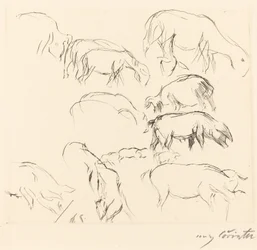 Verschiedene Tierstudien