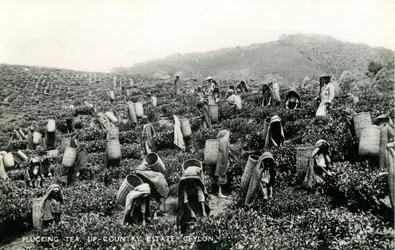 Teepflücken, Hochlandplantage, Ceylon, ca. 1900-1930