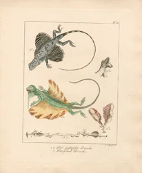 Flugdrachen und ihre Anatomie (handkolorierte Kupferstichgravur)