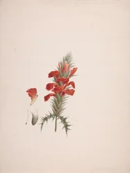 Acanthus Sennii Chiov.: fertige Zeichnung mit hinzugefügten Details