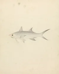 Binney: Nummer eins (ein Fisch)