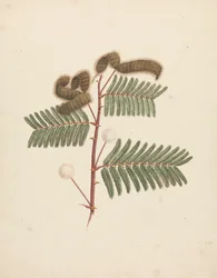 Mimosa pigra (L.): fertige Zeichnung
