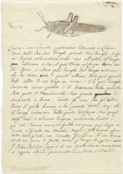 Studie einer Heuschrecke, aus Verschiedene Skizzen in Umschlag