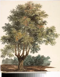 Baum