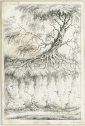 Dudley - Baum: Lithografie, um 1825
