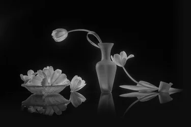 Elegante schwarze und weiße Tulpen