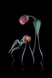 Elegante leuchtende Tulpen