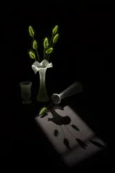 Grüne Pflanzen, Vogelschatten