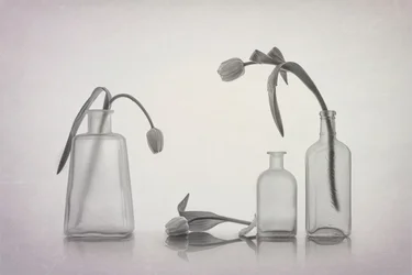 Ruhiges Tulpen Stillleben