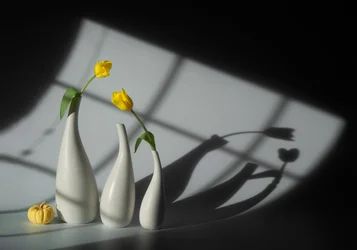 Sonnenbeschienene Tulpen und Schatten