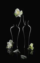 Weiße Blumen Dunkle Vasen